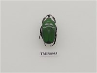 藏品(角金蚤)的圖片